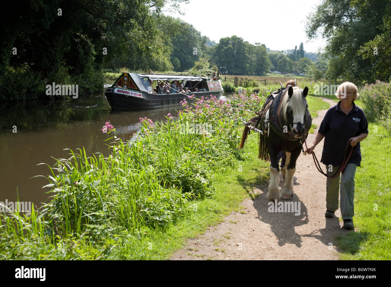 A Welsh Cobb horse is led along a towpath at it pulls a barge on the
