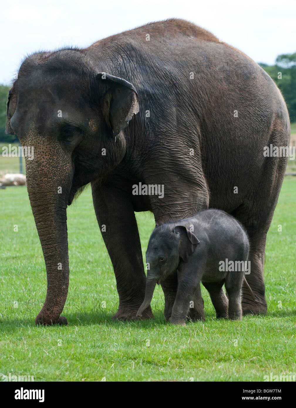Asian elephant mother and calf Stock Photo