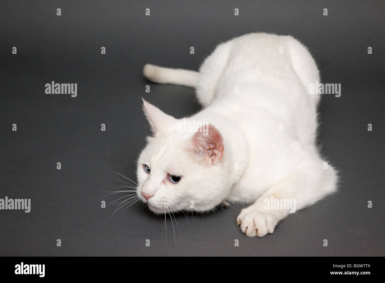 portrait of white cat in studio Stock Photo
