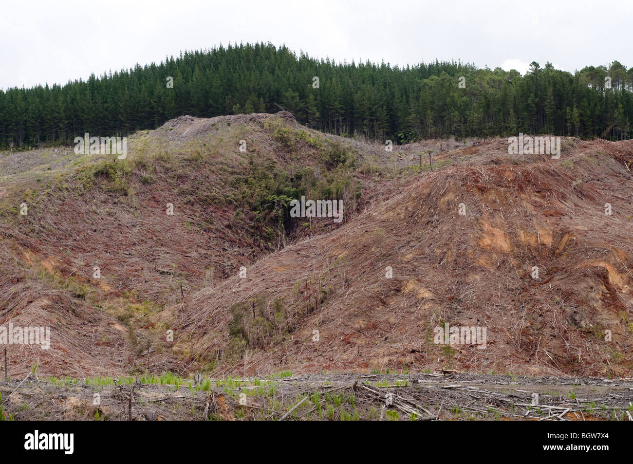 Wood plantation with logs on hillside Stock Photo
