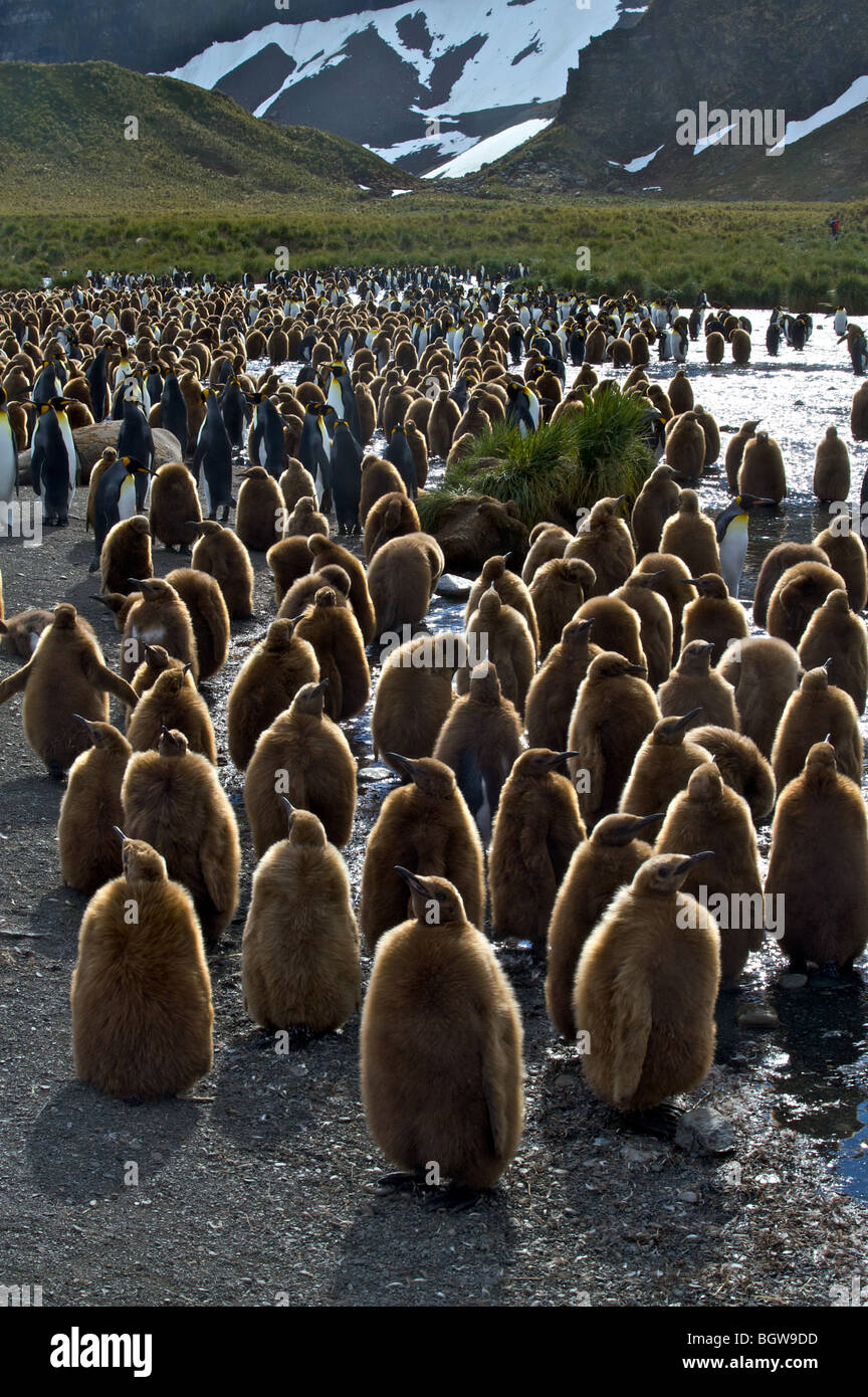 King penguin colony, Salisbury Plain, South Georgia Island. Stock Photo