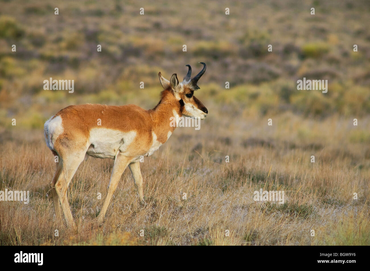 Pronghorn at Hart Mountain National Antelope Refuge in southeastern Oregon. Stock Photo