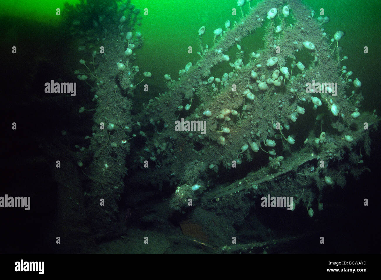 Wreck of the ocean liner Empress of Ireland underwater in the St