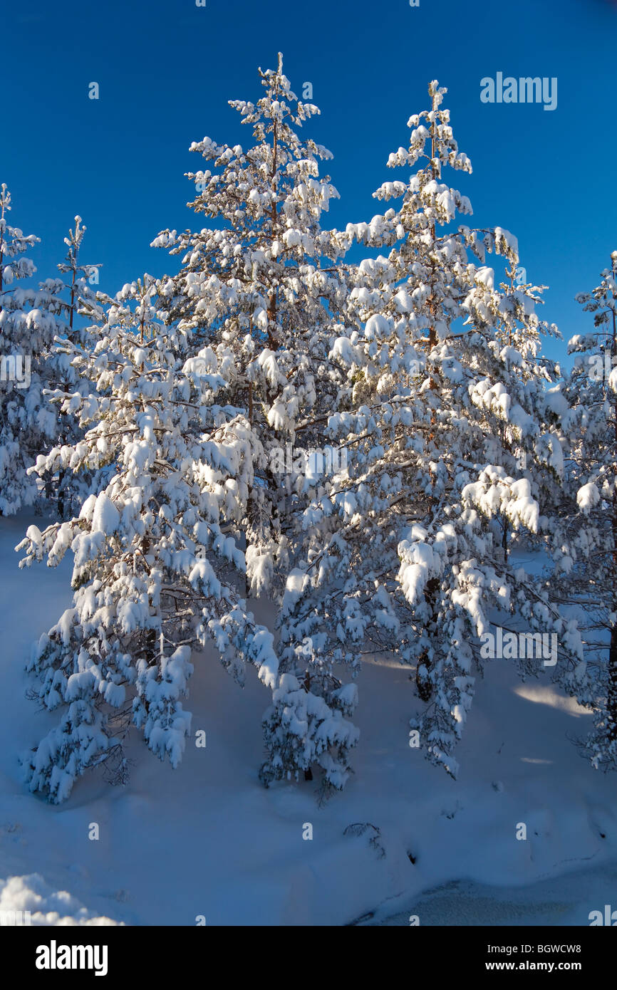 Pine tree in snow winter Stock Photo