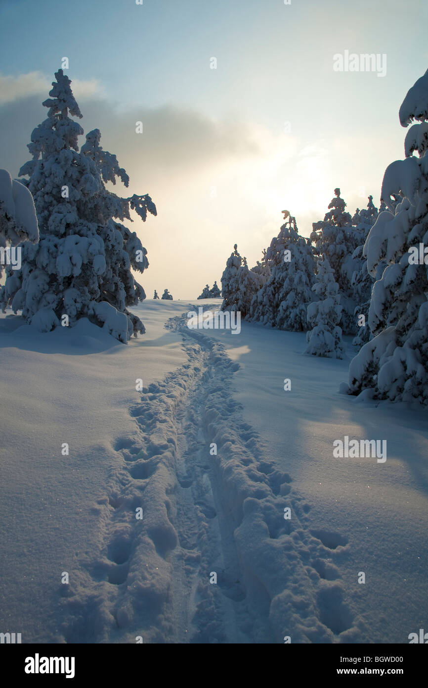 Footstep path in snow Stock Photo