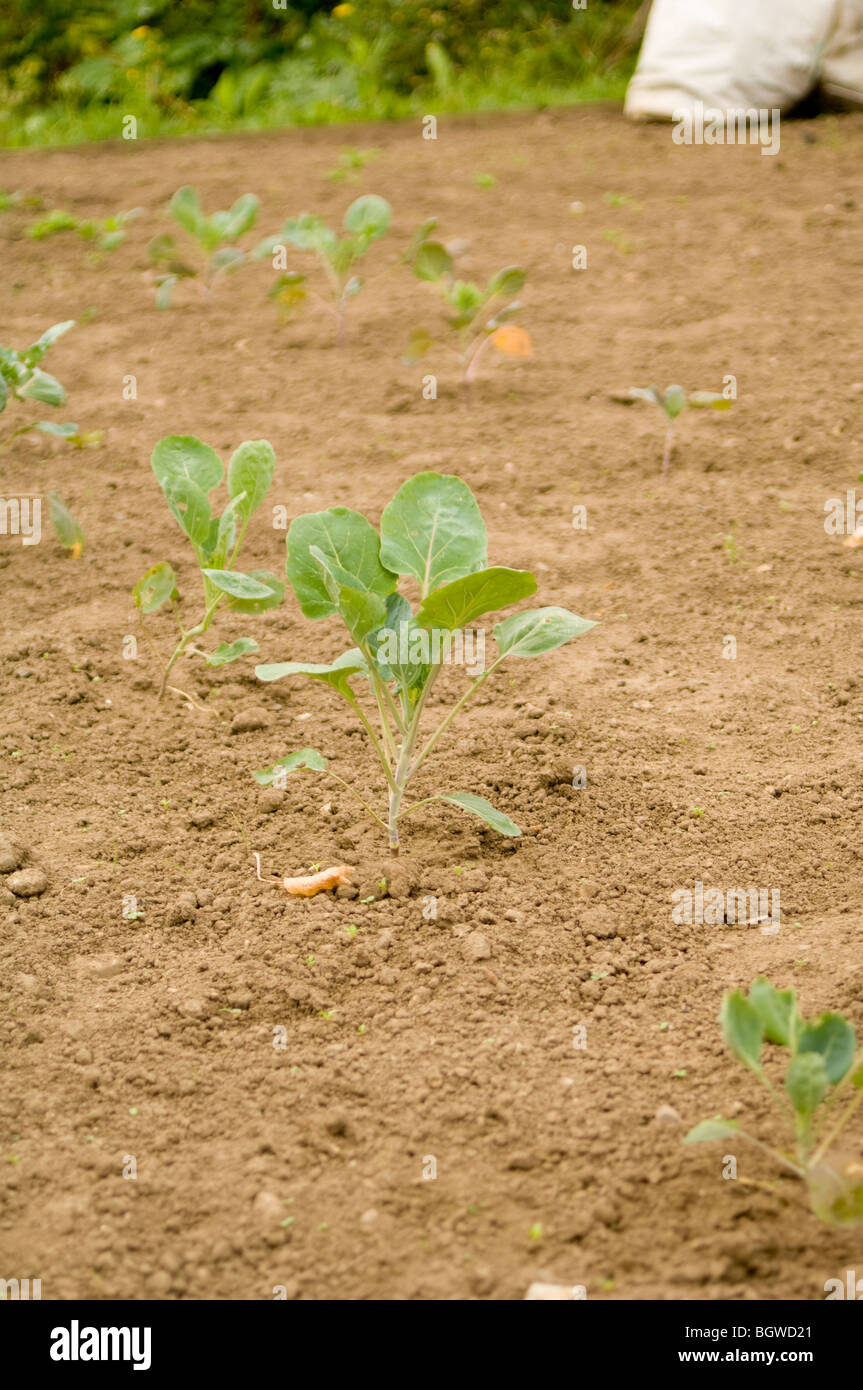 Rows of young, tender cabbage (Brassica oleracea var. capitata) plants