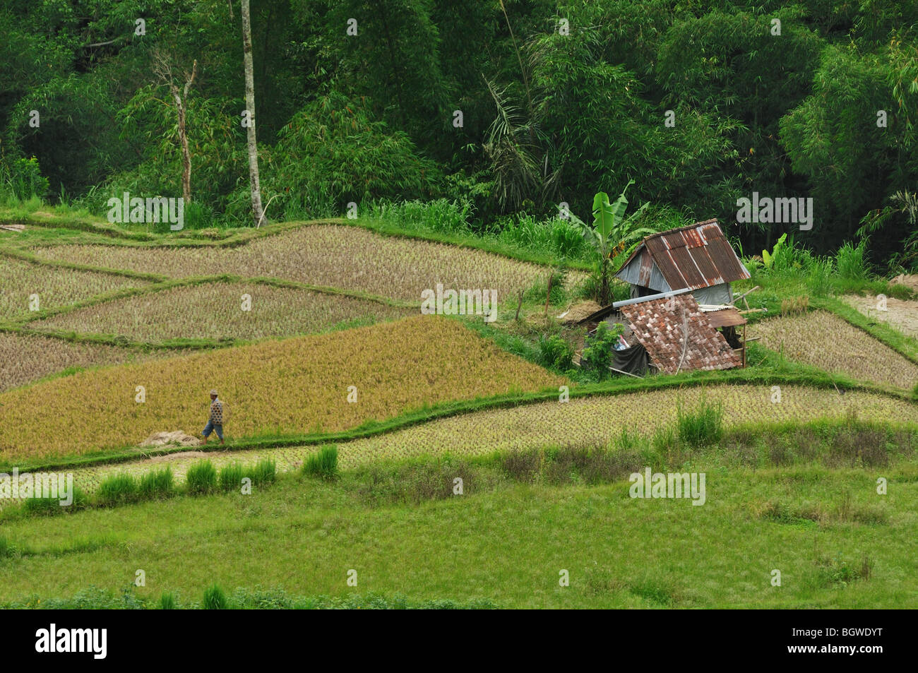 Rice terrace in Ubud Bali a man made masterpiece on Bali land Stock Photo