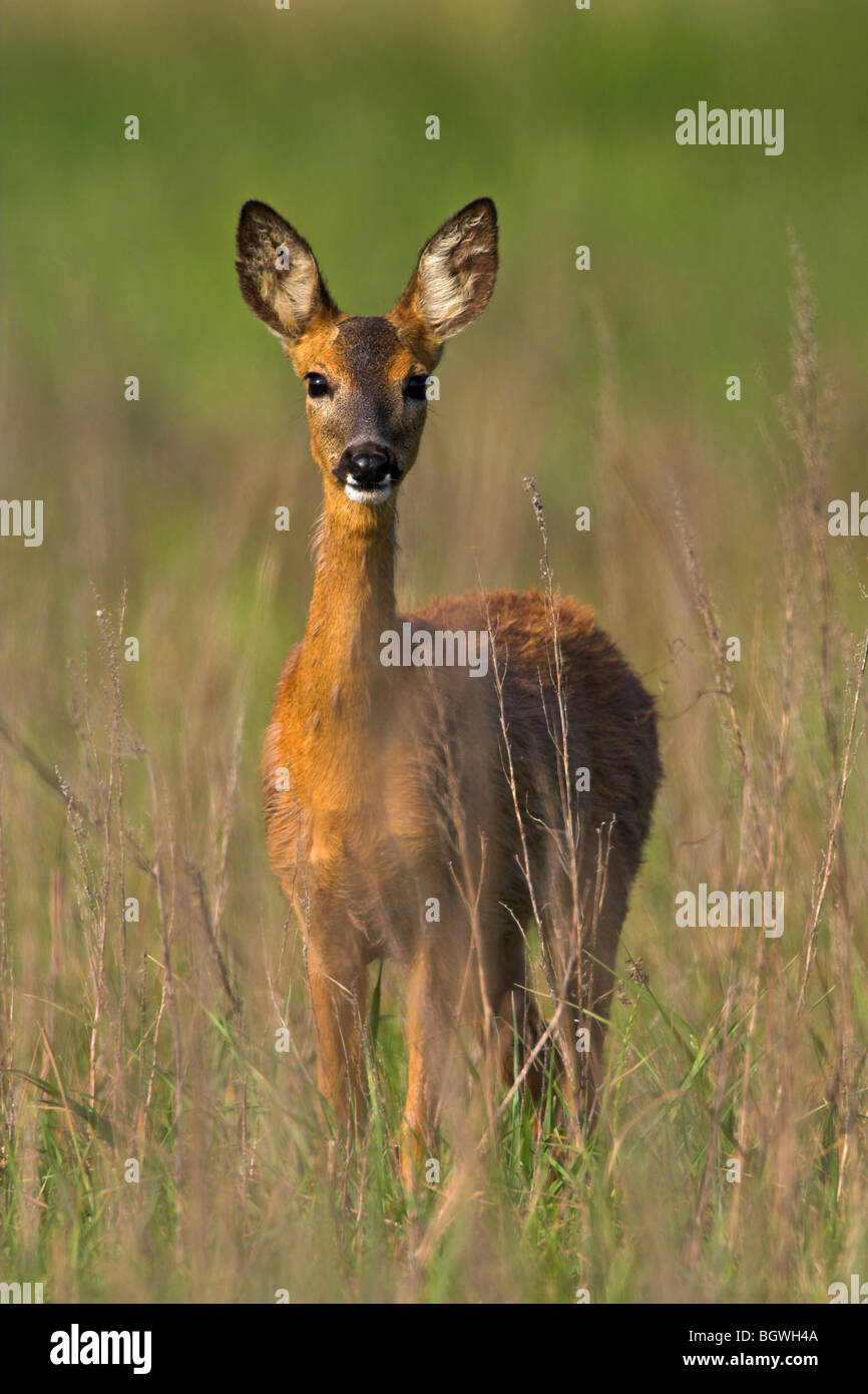 Landscape format of roe deer hi-res stock photography and images - Alamy