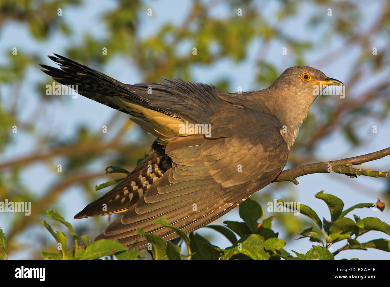 Where Do Cuckoo Birds Live