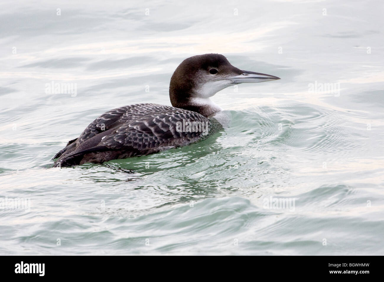 juvenile great northern diver Stock Photo