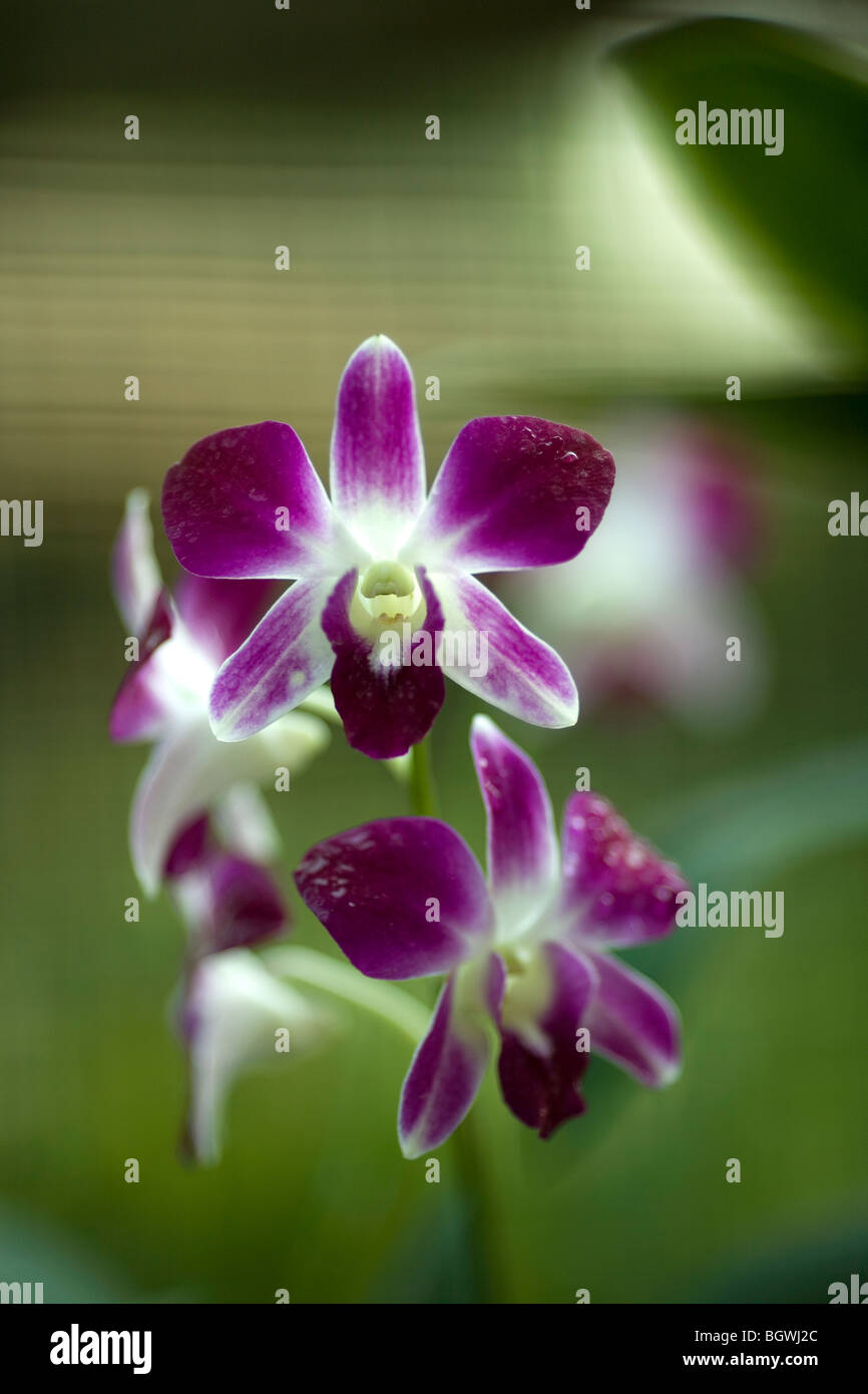 Thai Orchids Stock Photo