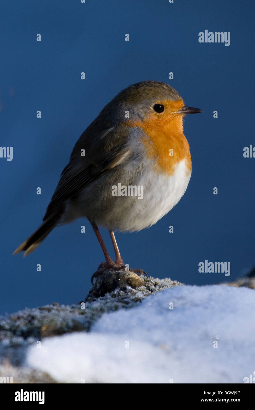 fat robin on snow Stock Photo - Alamy