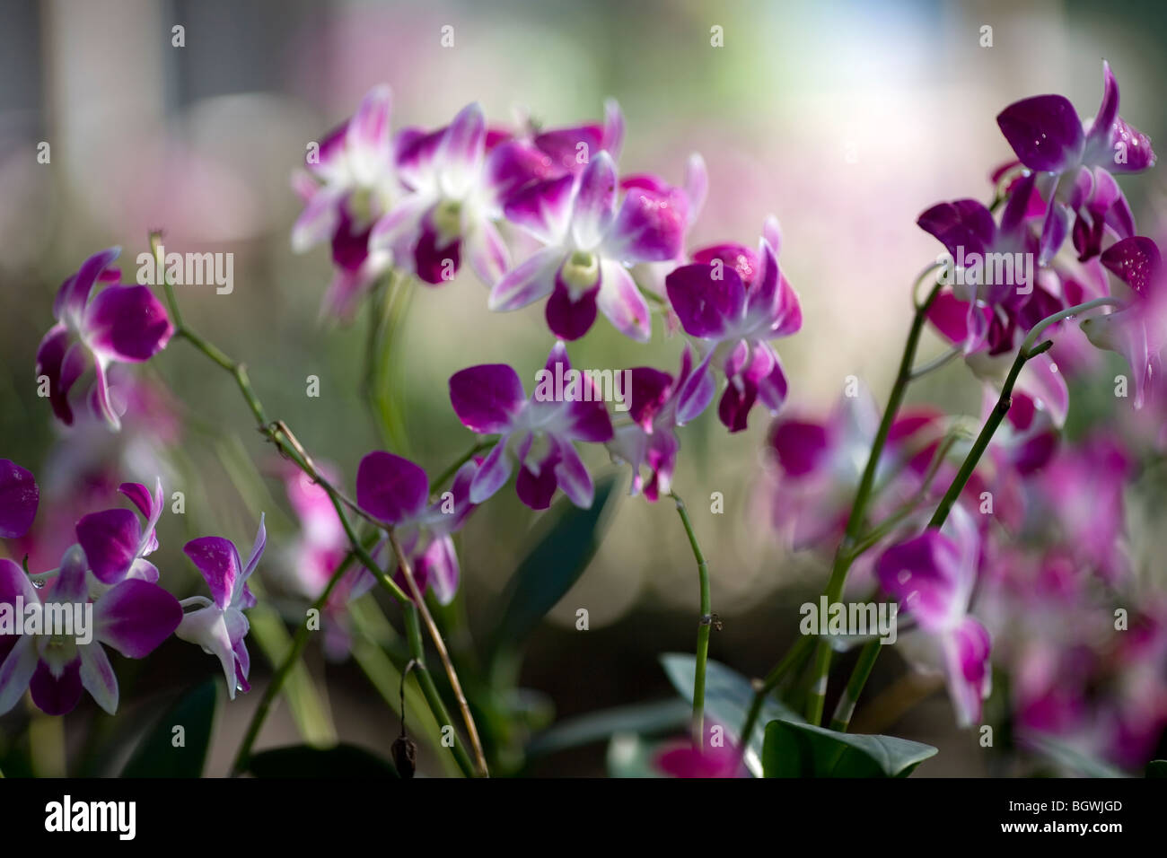 Orchid Cultivation shed Stock Photo Alamy