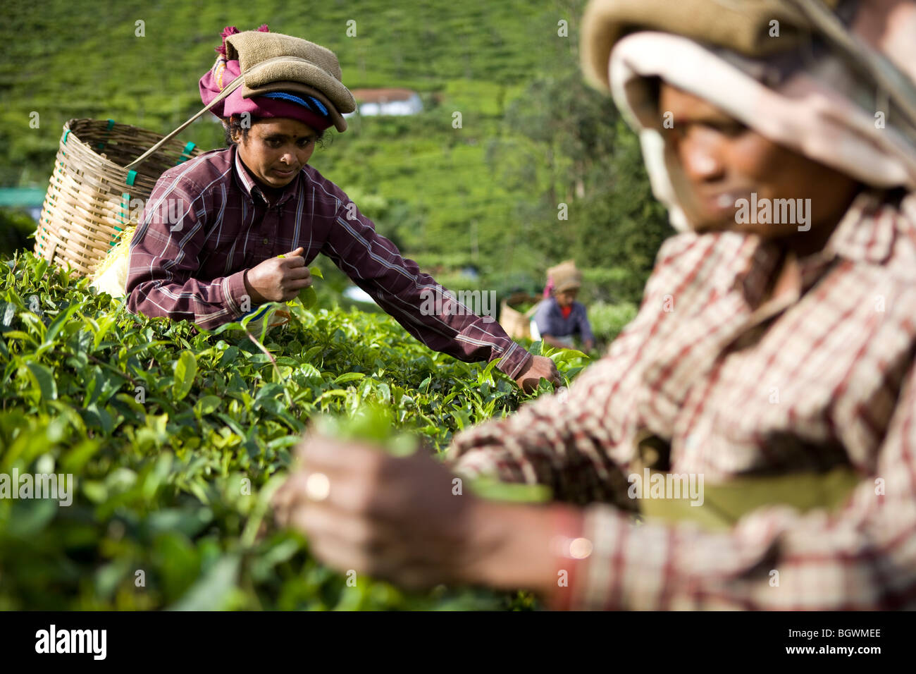 India tea estate hires stock photography and images Alamy