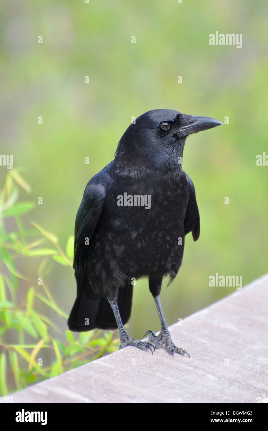 Crow, Everglades National Park, Florida, USA Stock Photo - Alamy