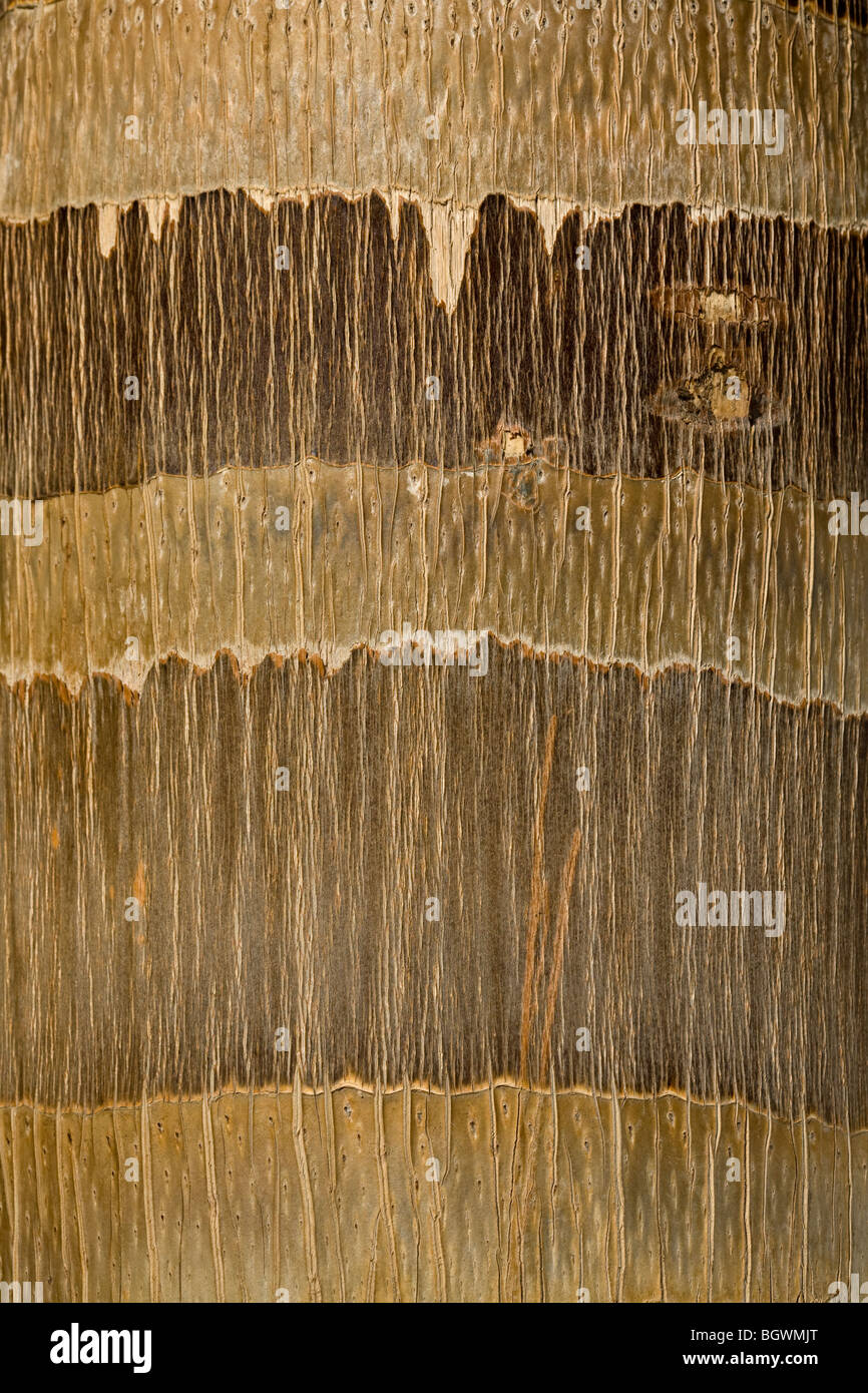 Close up of palm bark showing detailed texture and banding Stock Photo
