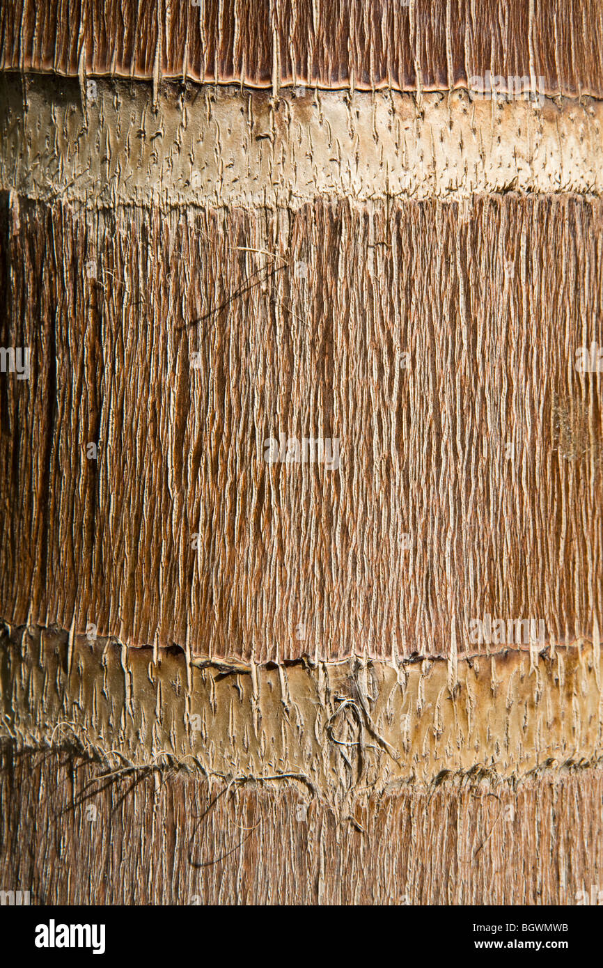 Close up of palm bark showing detailed texture and banding Stock Photo
