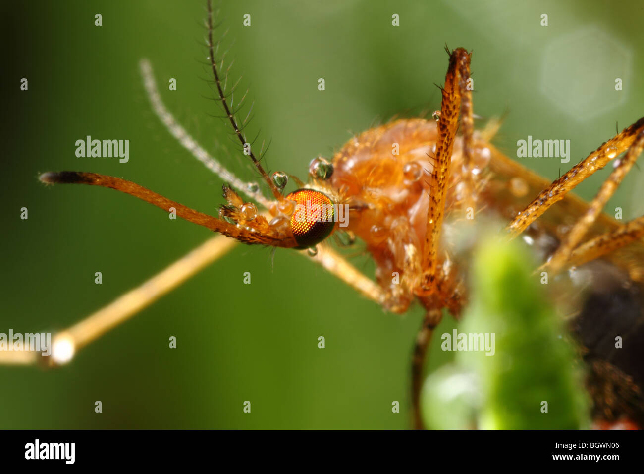 Insect with dew drops hi-res stock photography and images - Alamy
