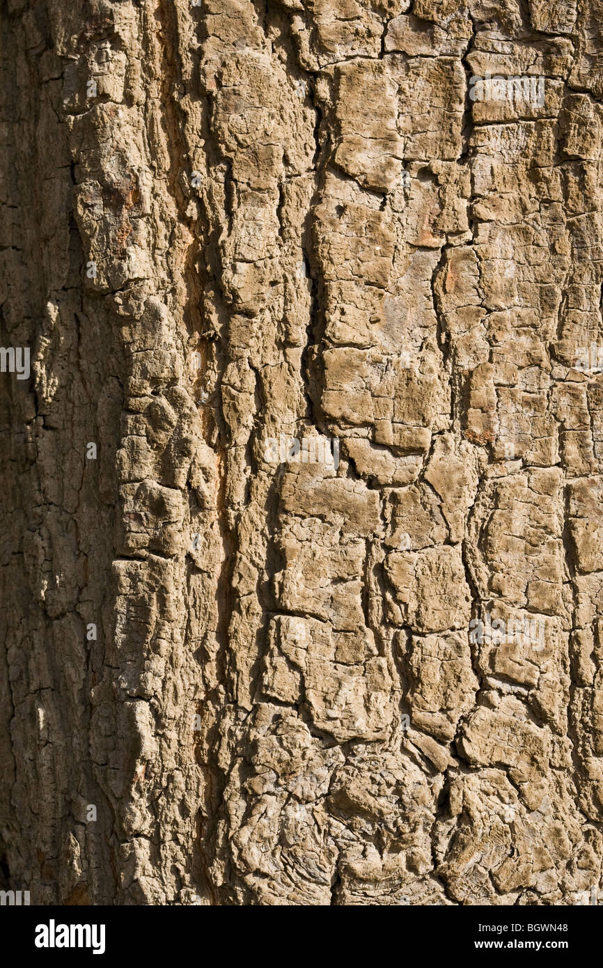 Close up of mango tree bark showing detailed texture Stock Photo