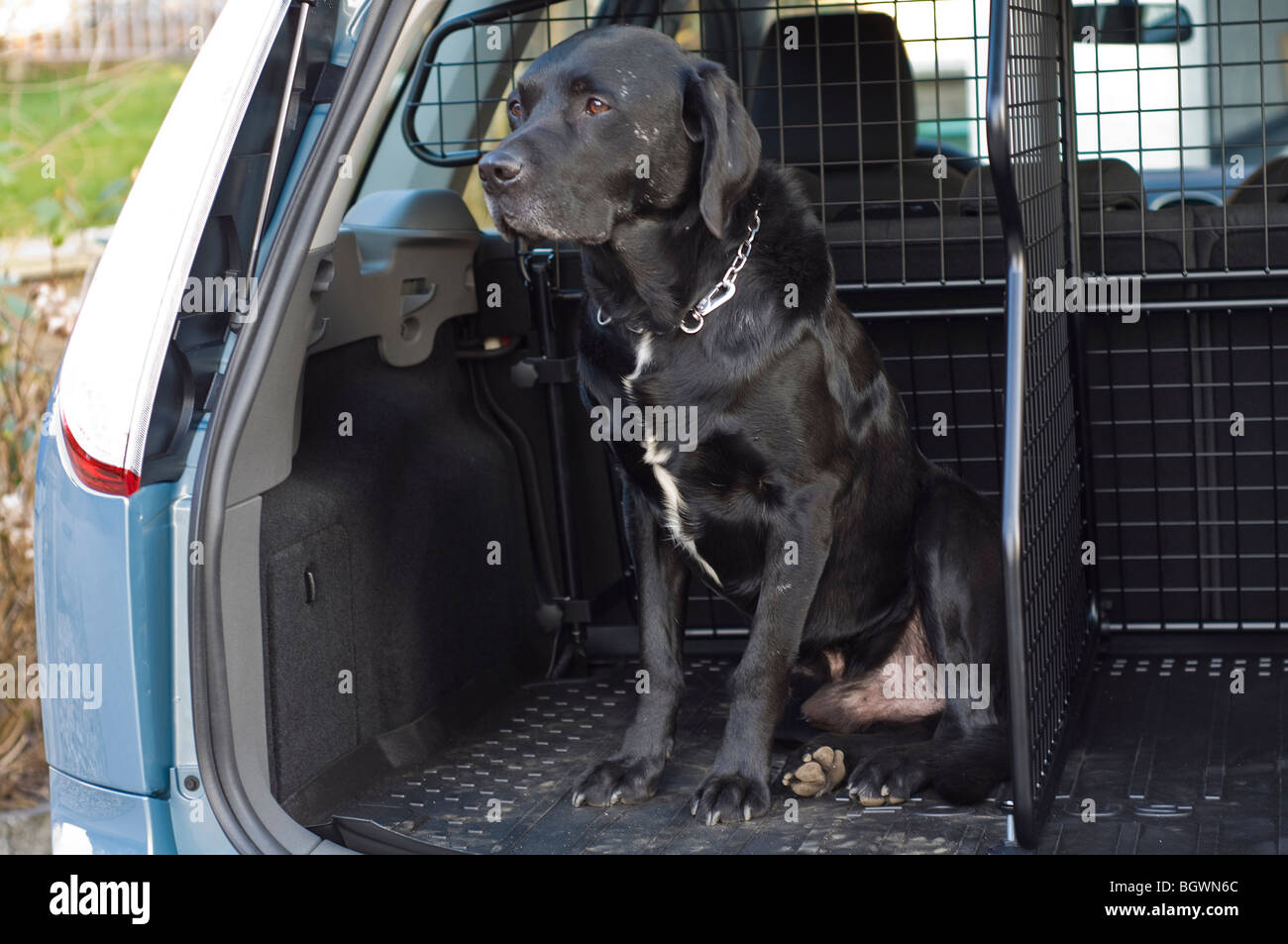 Dog in the trunk Stock Photo Alamy