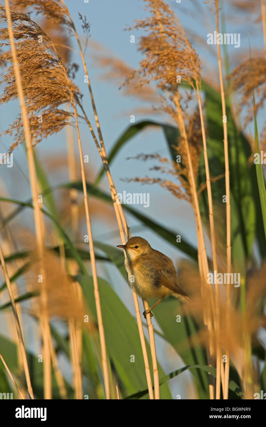 Reed warbler Acrocephalus subspecies scirpaceus scirpaceus scirpaceus Stock Photo