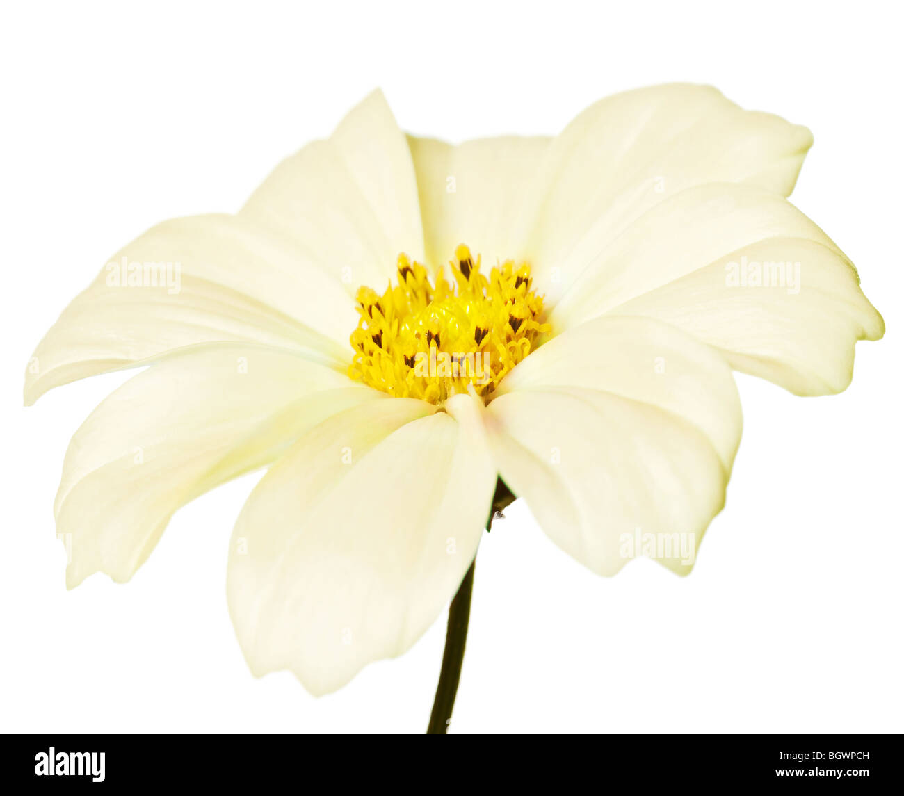 pink daisy isolated on a pure white background Stock Photo - Alamy