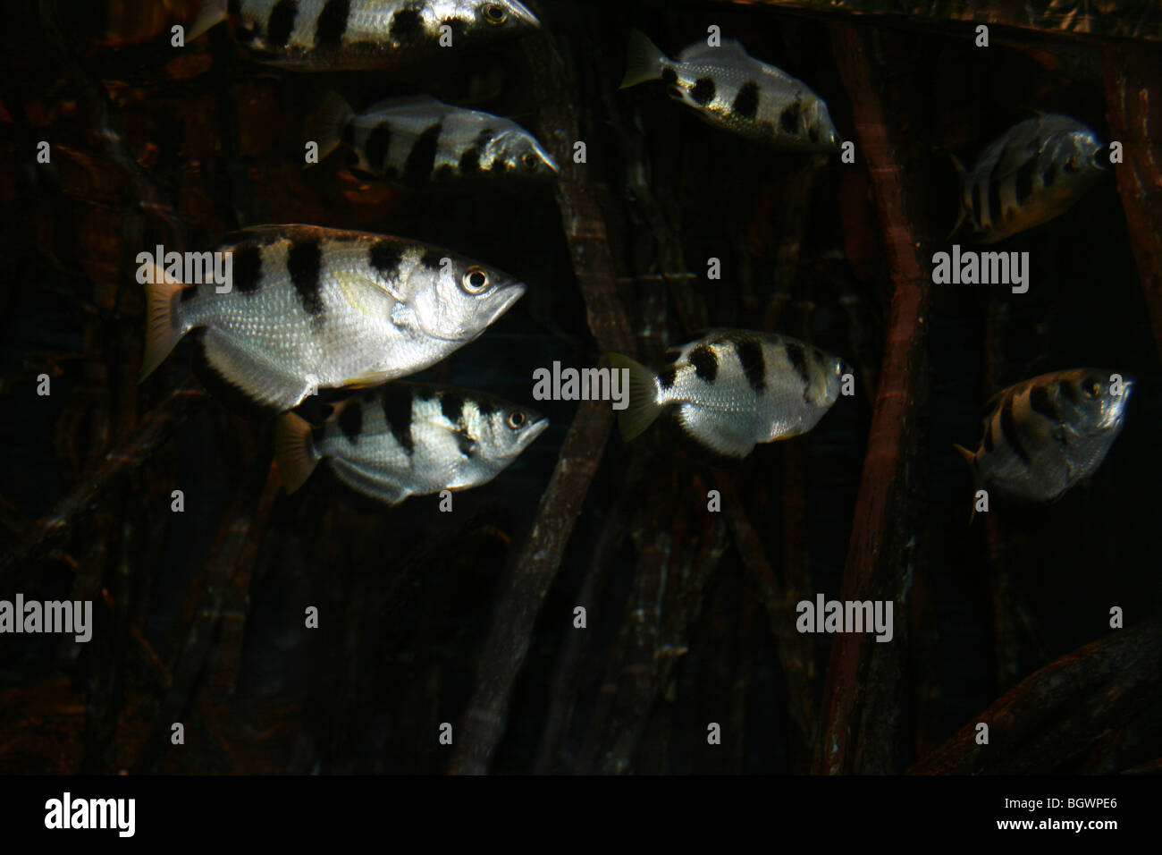 Shoal Of Banded Archerfish Toxotes jaculatrix Stock Photo