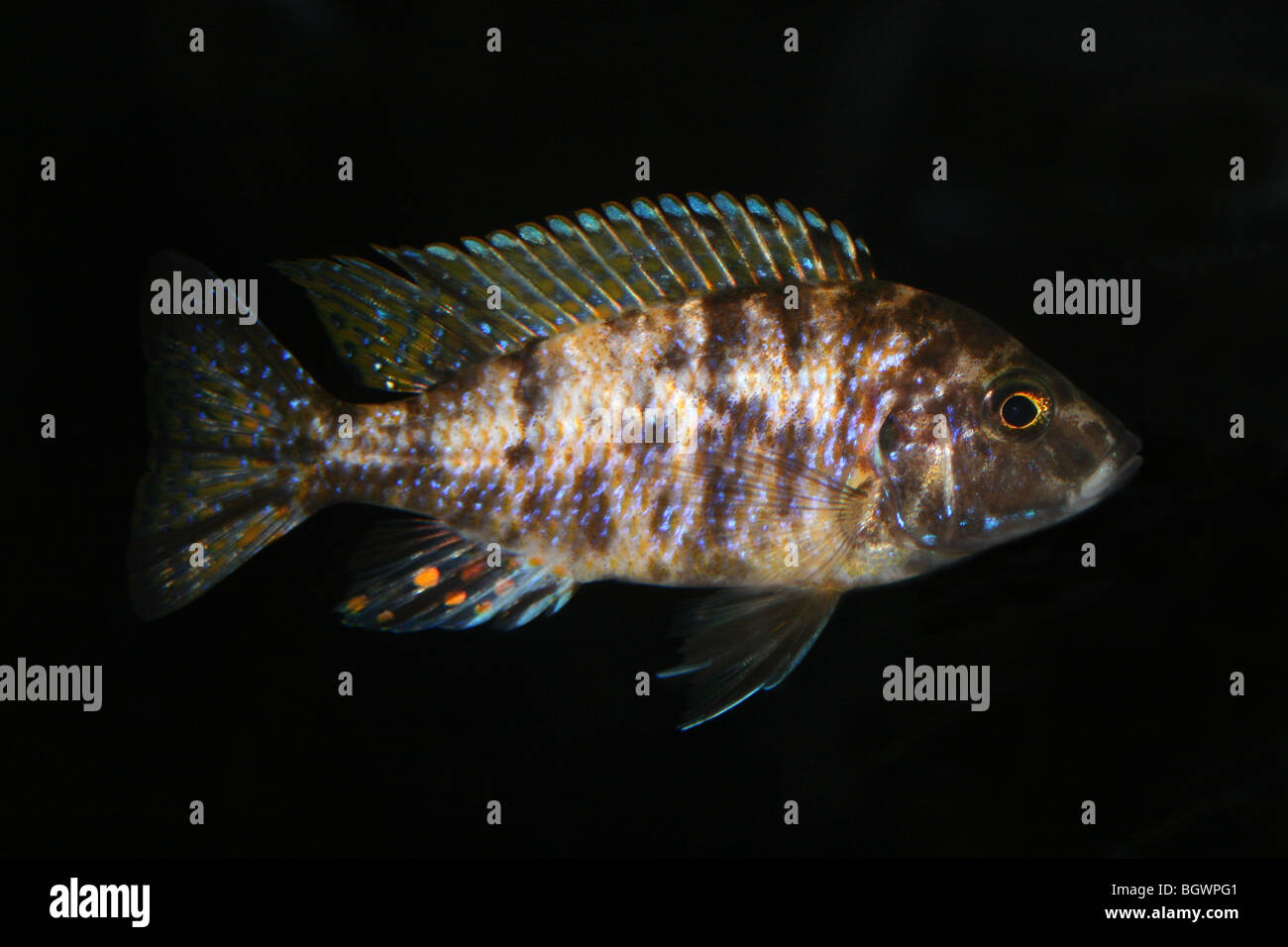 Lake Malawi Cichlid Stock Photo