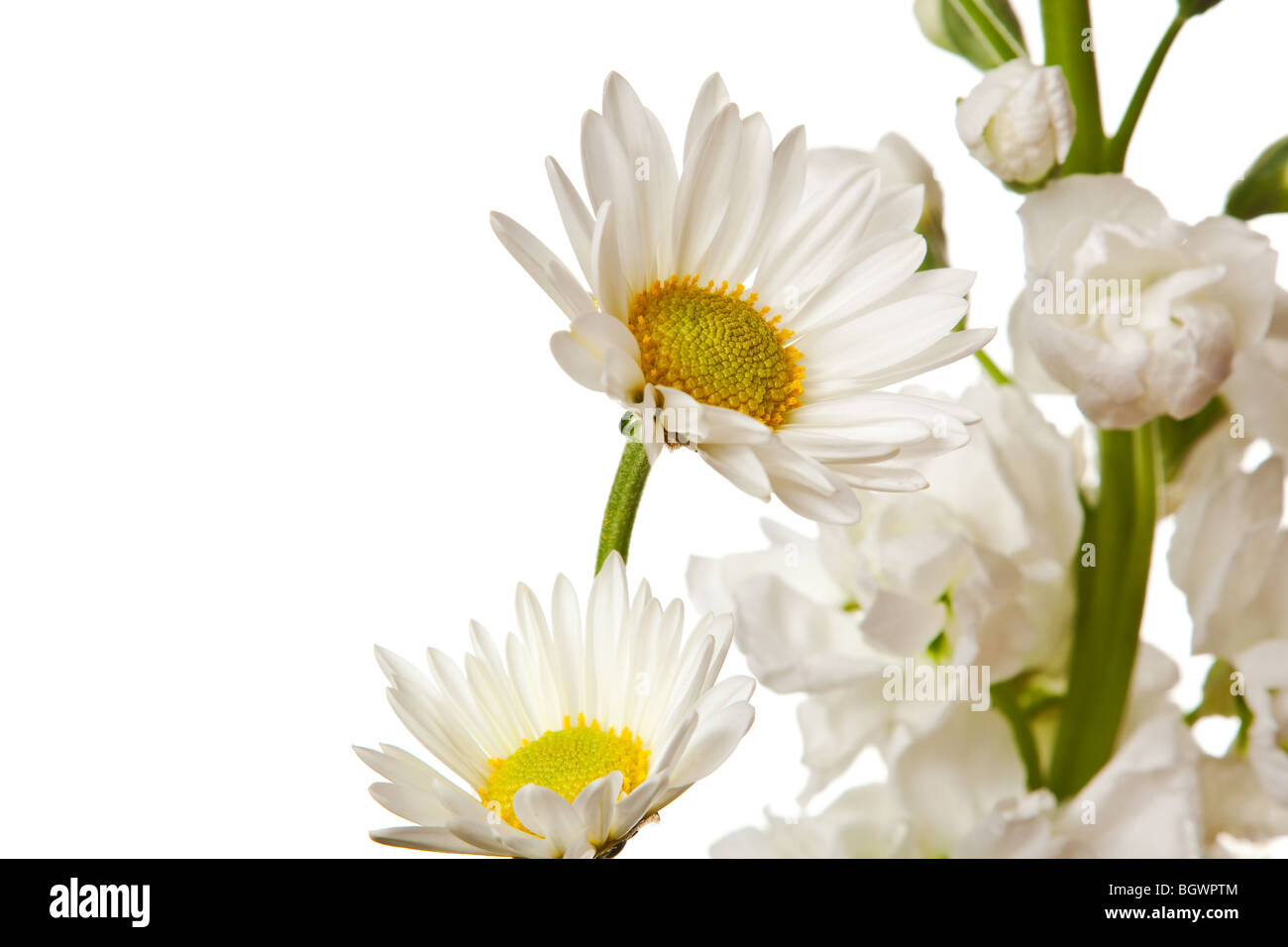 white flowers isolated on a white background Stock Photo - Alamy