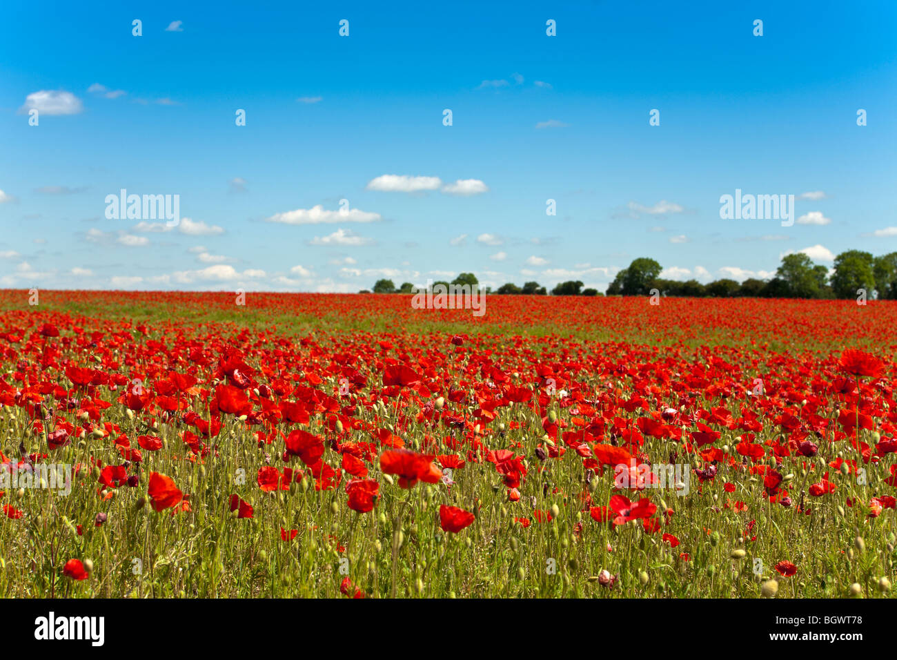 Field of Poppies Lincolnshire UK Stock Photo