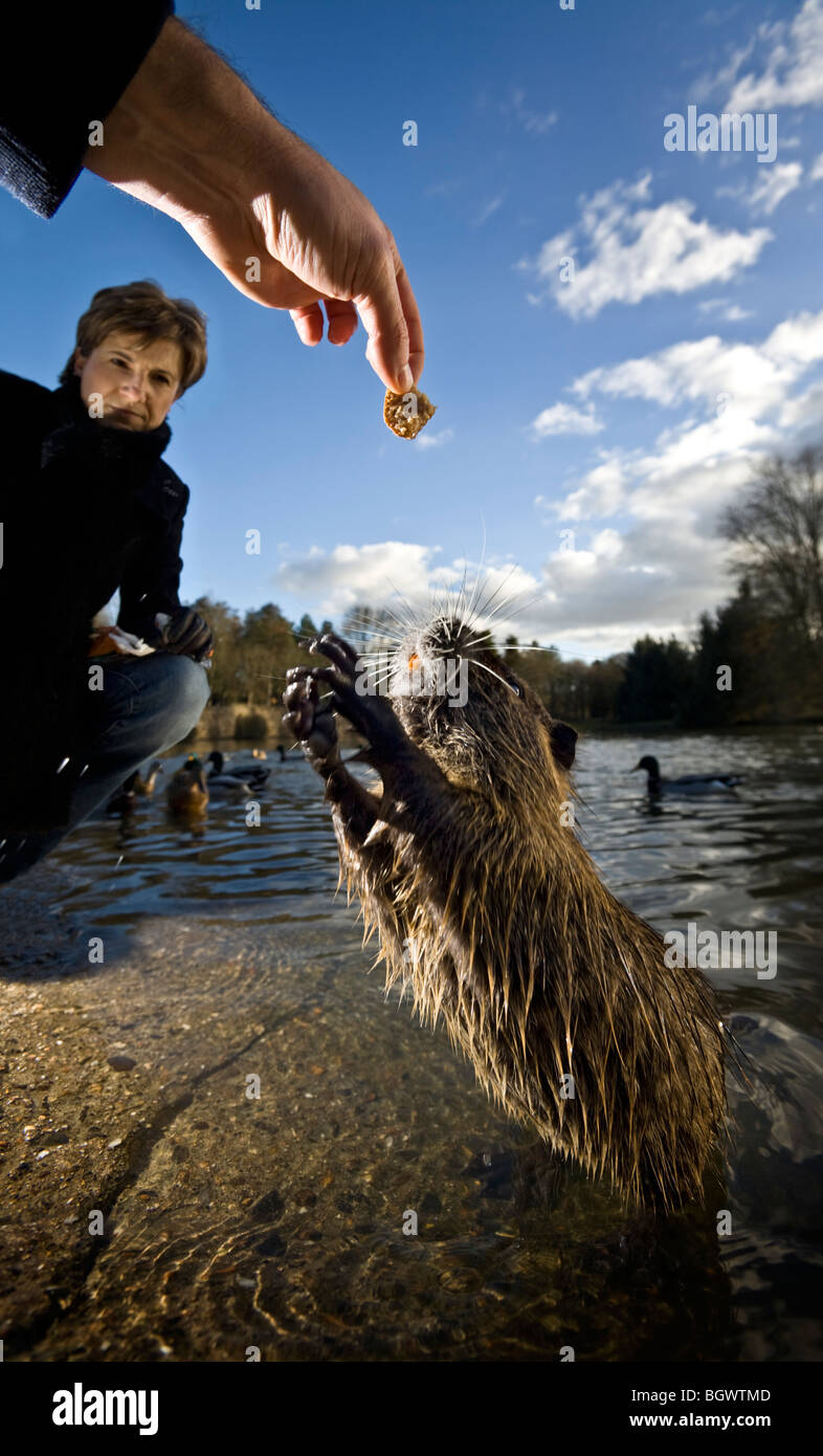 In Winter, a coypu (Myocastor coypus) asking for food (Vichy - France). Tame tamed taming. Stock Photo