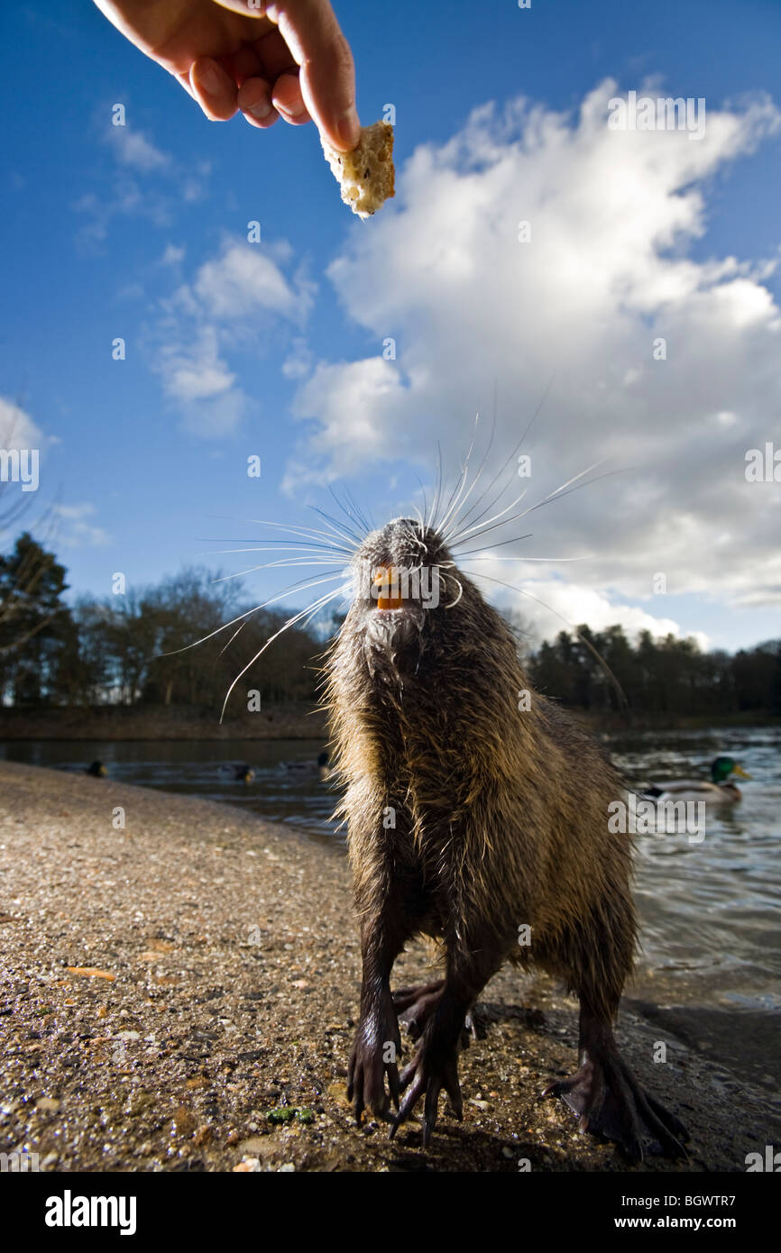 In Winter, a coypu (Myocastor coypus) asking for food (Vichy - France). Tame tamed taming Stock Photo