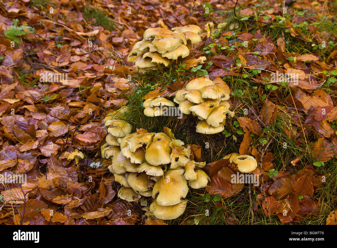 Clusters of Sulphur Tuft Fungi on tree stump Stock Photo