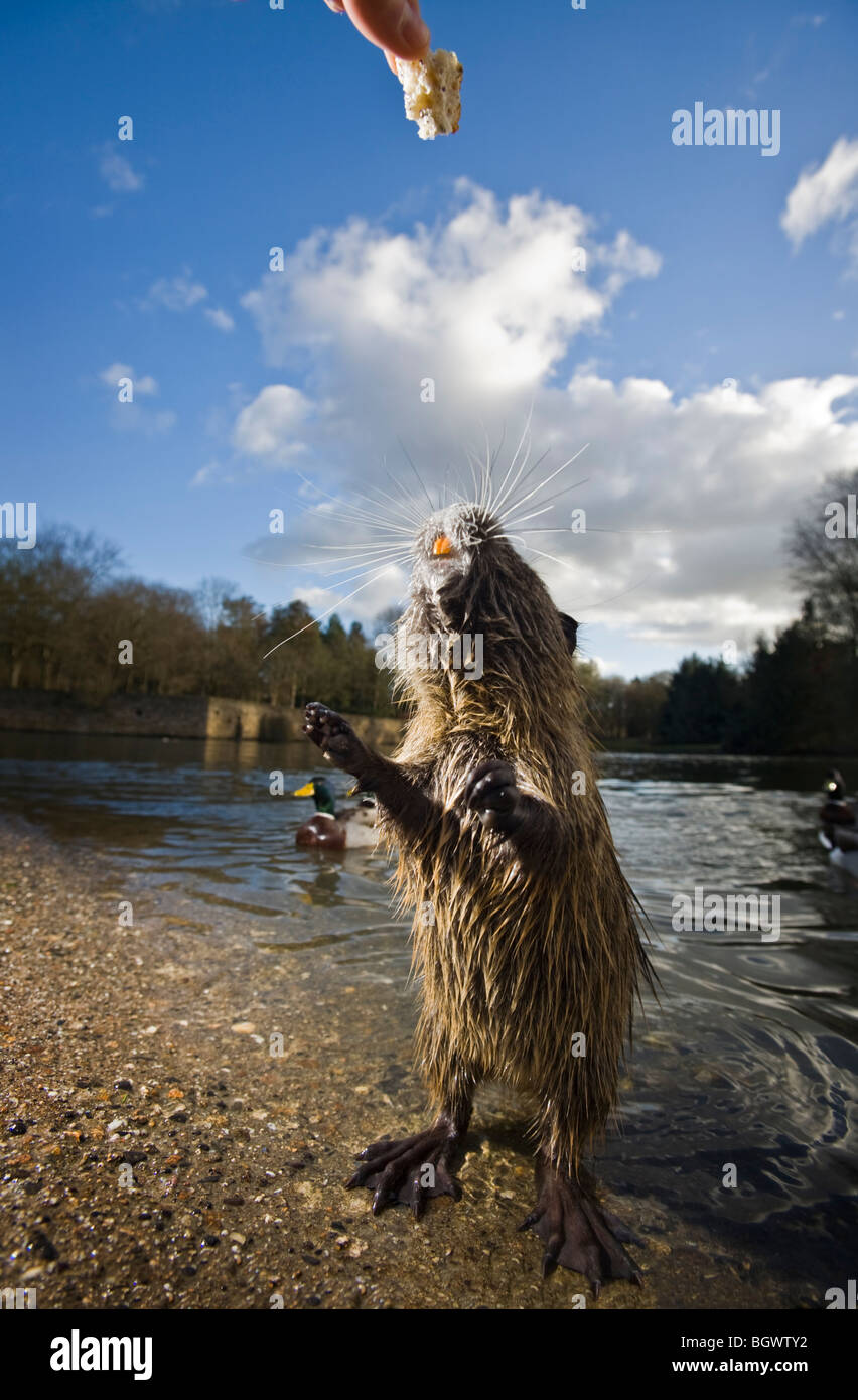 In Winter, a coypu (Myocastor coypus) asking for food (Vichy - France). Tame tamed taming. Stock Photo