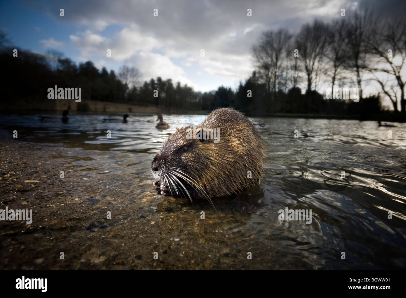 In Winter, a coypu (Myocastor coypus) by the river (Vichy - France). A Vichy, ragondin au bord d'un cours d'eau en hiver. Stock Photo