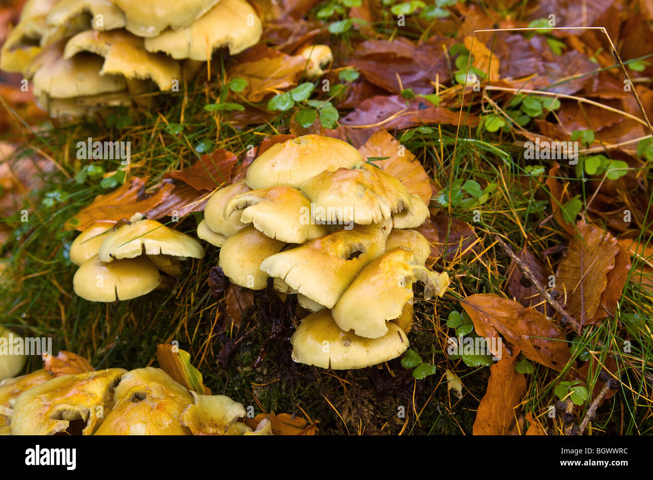 Cluster of Sulphur Tuft Fungi on tree stump Stock Photo
