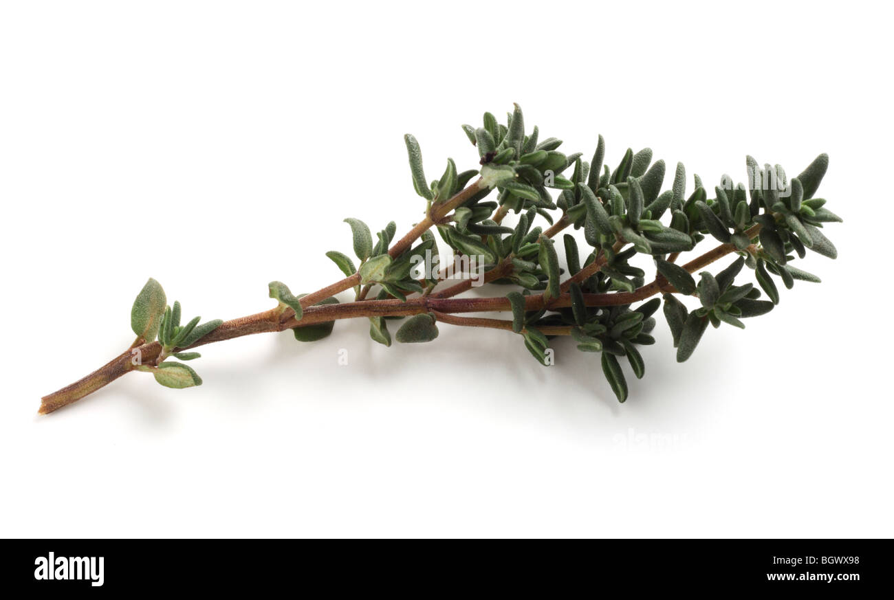 A sprig of fragrant thyme, Thymus vulgaris, for use in cooking Stock