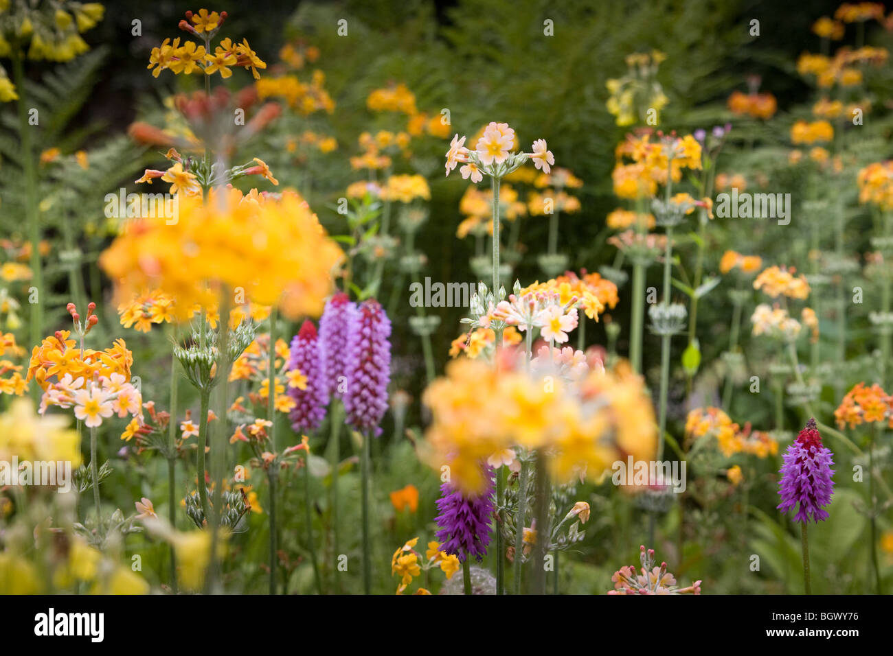 Beautiful display  of Geranium  flowers . Stock Photo