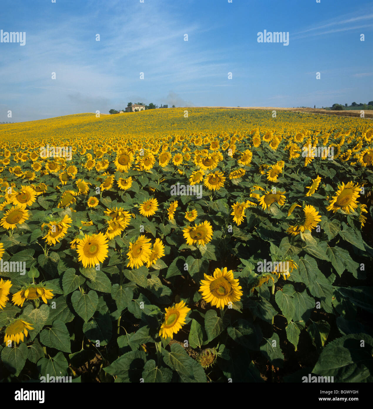 Flowering yellow sunflower oil crop in rolling Tuscany farmland on a bright summer morning with blue sky Stock Photo