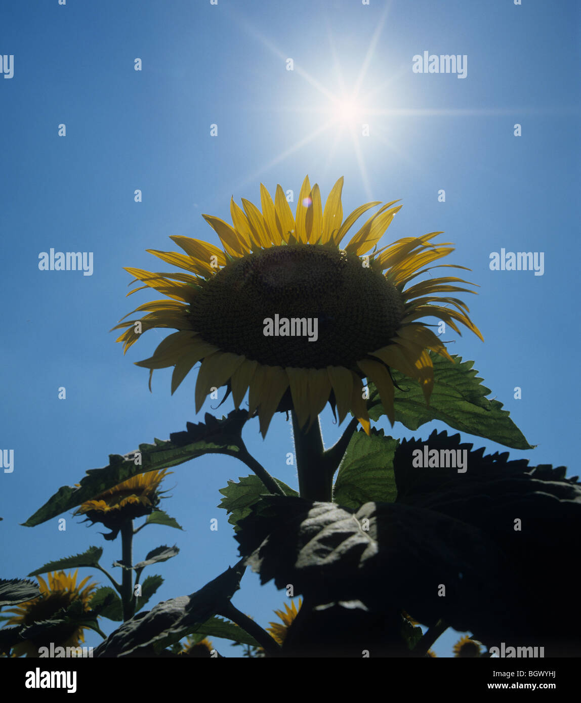 Yellow sunflower head against a bright summer sun starburst and deep blue sky, Tuscany, Italy Stock Photo