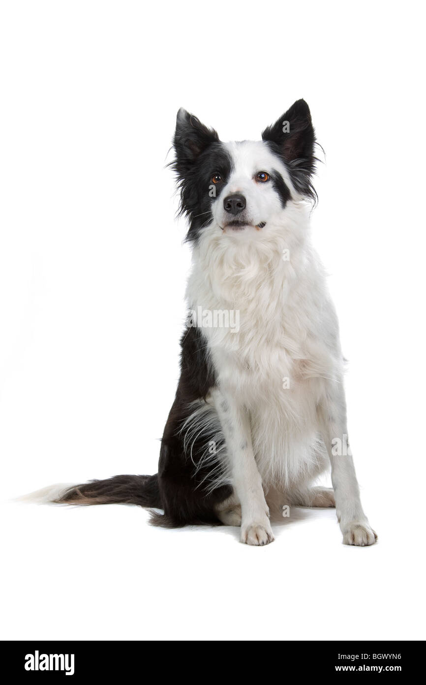 Closeup of Border Collie dog isolated on white background Stock Photo