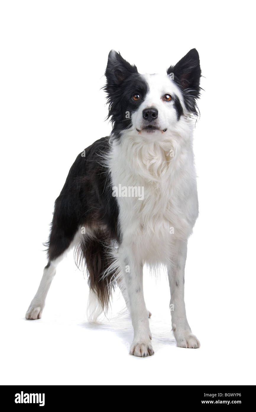 Closeup of Border Collie dog isolated on white background Stock Photo