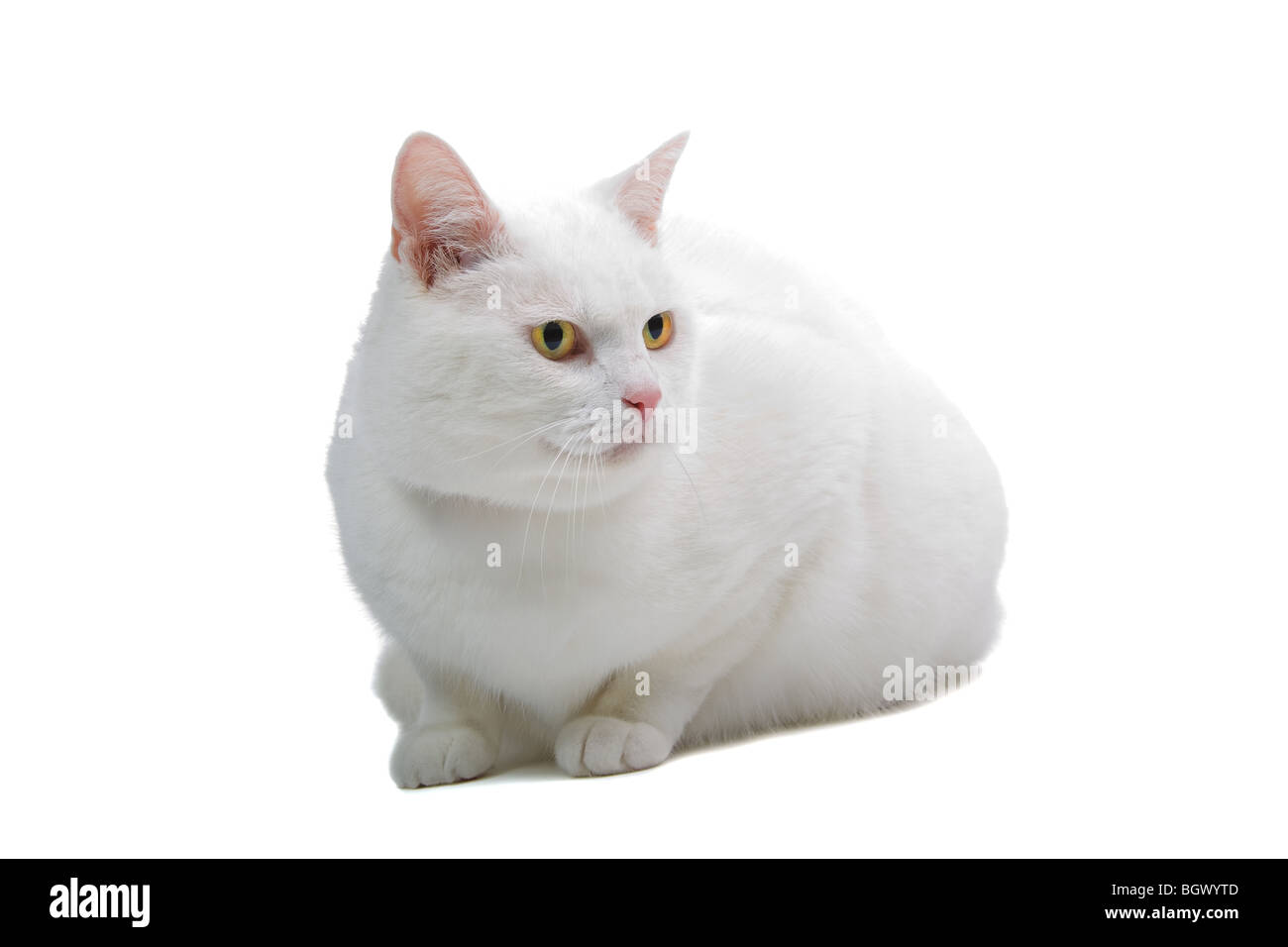 European white short-hair cat isolated in front of a white background Stock Photo