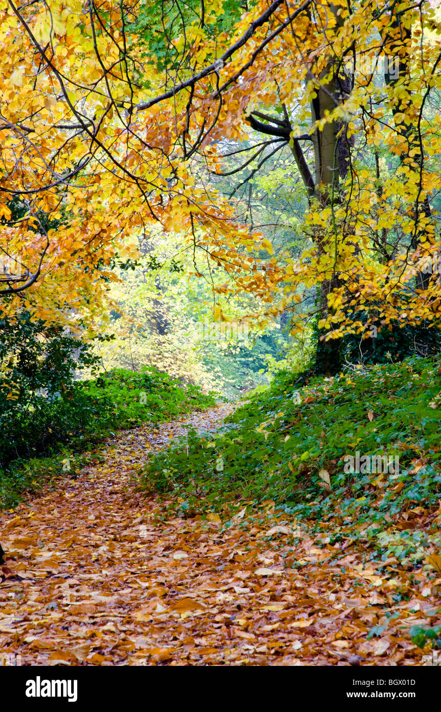 Autumn leaves with pathway covered in leaves Stock Photo Alamy