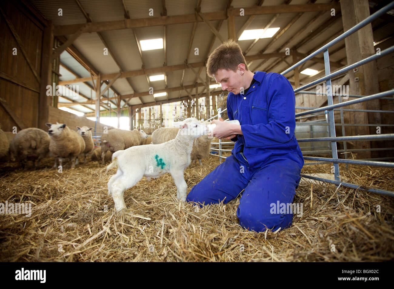 Feeding the lambs Stock Photo Alamy