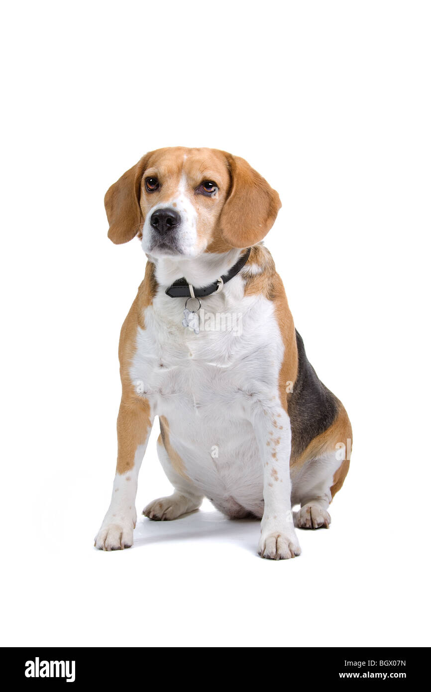 A cute Beagle dog, isolated on white studio background Stock Photo - Alamy