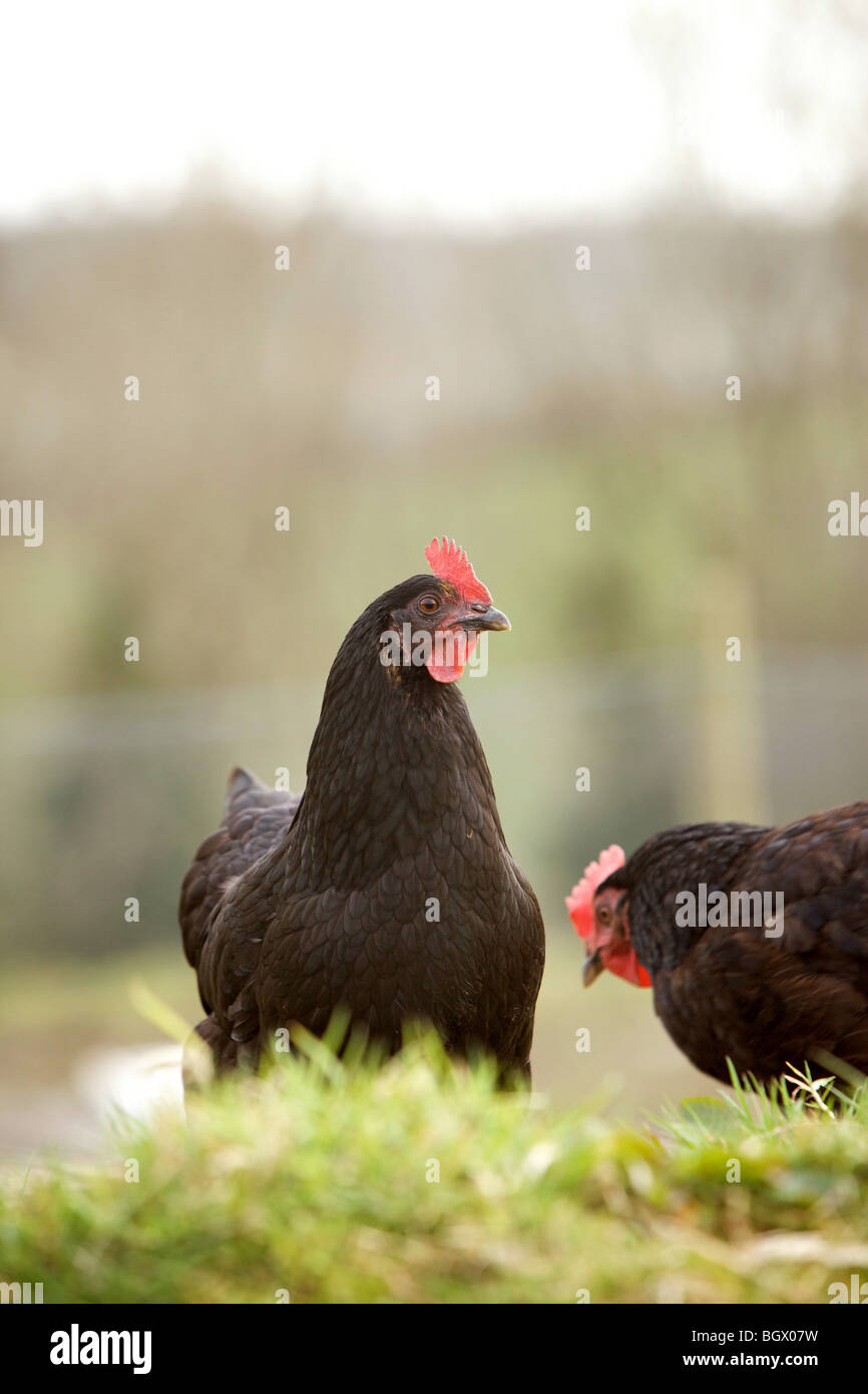 Chickens and cockerel hi-res stock photography and images - Alamy