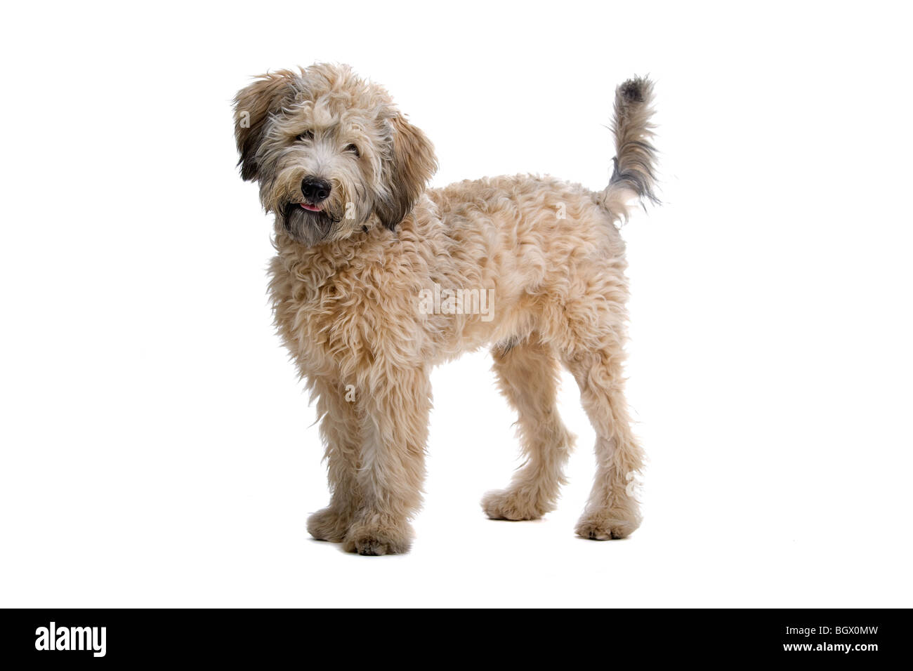 Closeup of mongrel poodle dog, isolated on white background Stock Photo