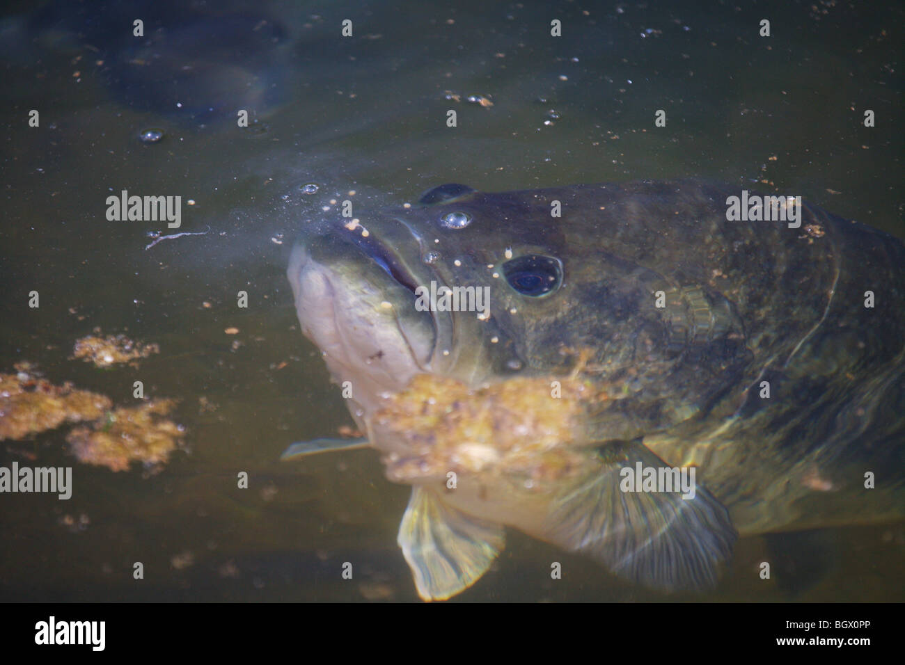 HUGE LARGE MOUTH BASS UNDERWATER STRIKING AT FOOD ON SURFACE OF WATER