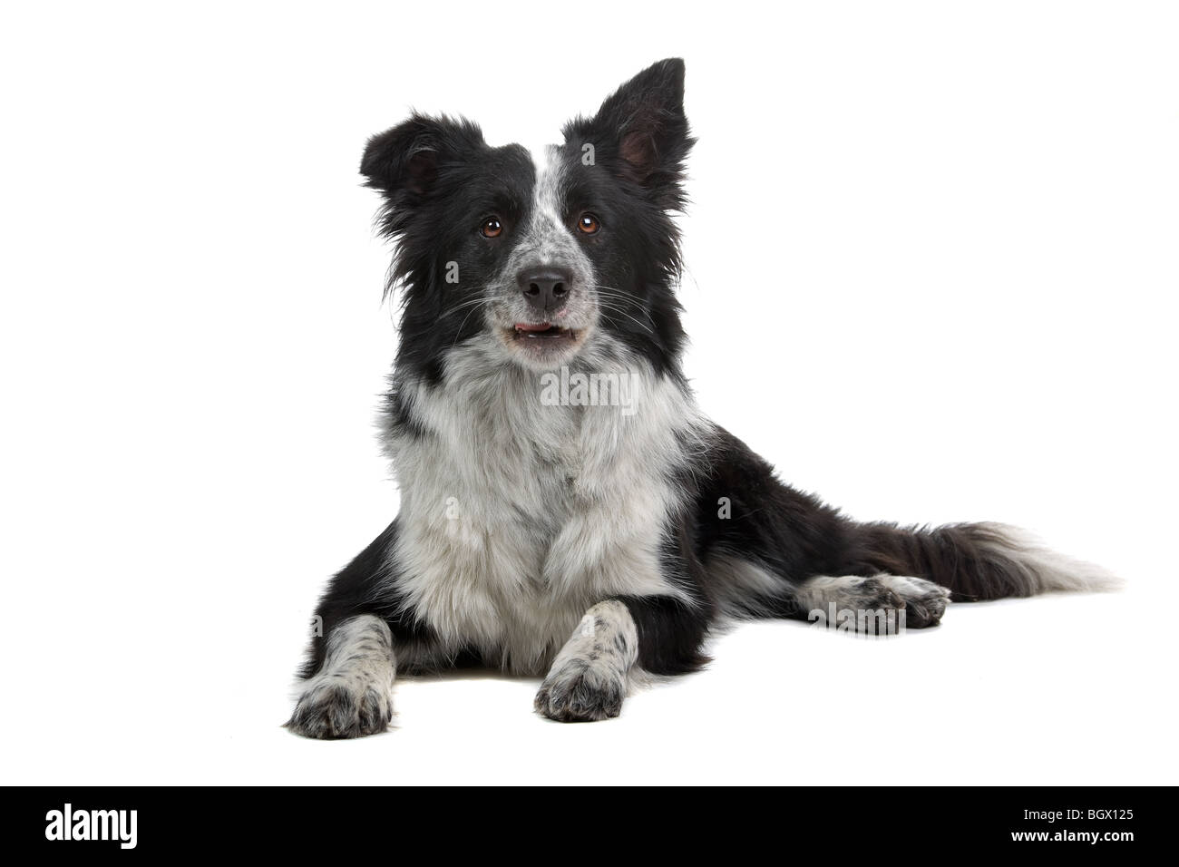 Closeup of Border Collie dog isolated on white background Stock Photo